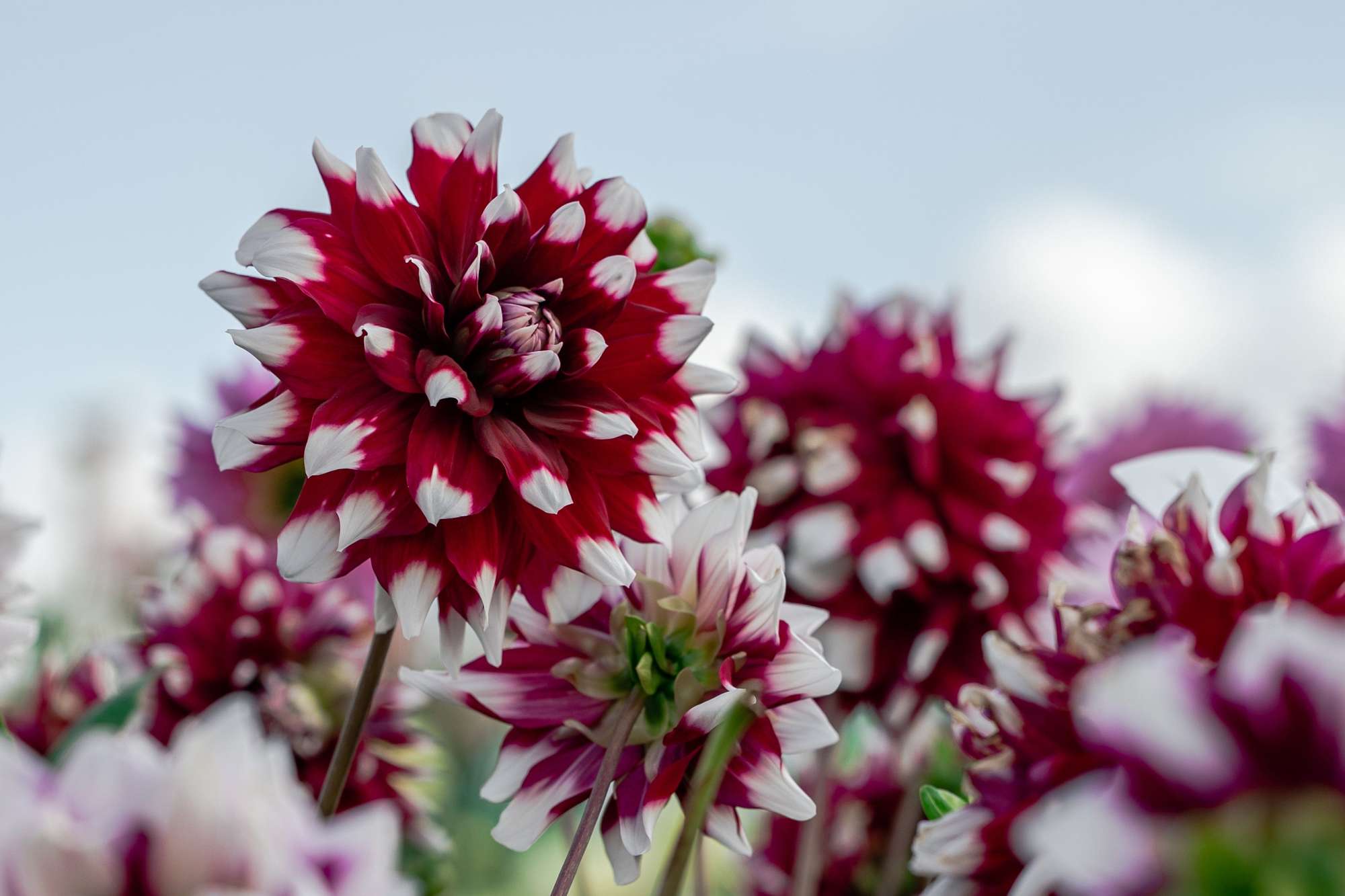 Dahlia 'Mystery Day'